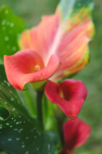 Calla flores cor vermelha. vista do topo.