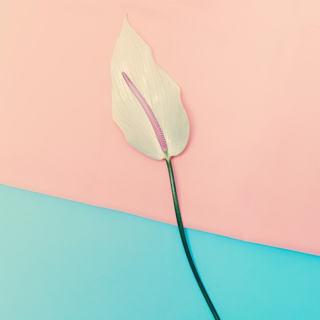 Calla Flower Diseño minimalista de estilo vainilla