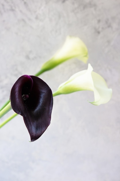 Calla Lilie Blume auf einer hellen Wand