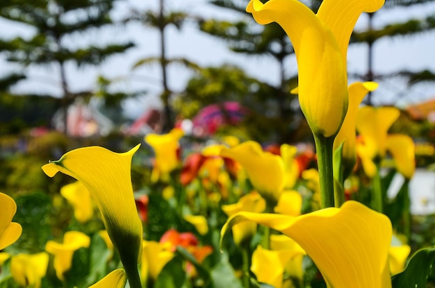 Calla-Lilie Zantedeschia aethiopica