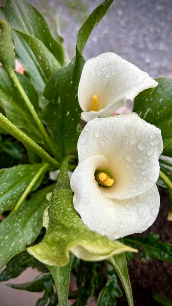 Calla-Lilien im Regen