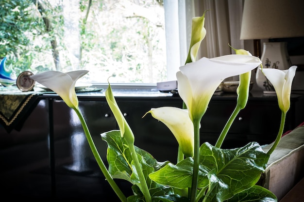 Calla-Lilien in einem Wohnzimmer