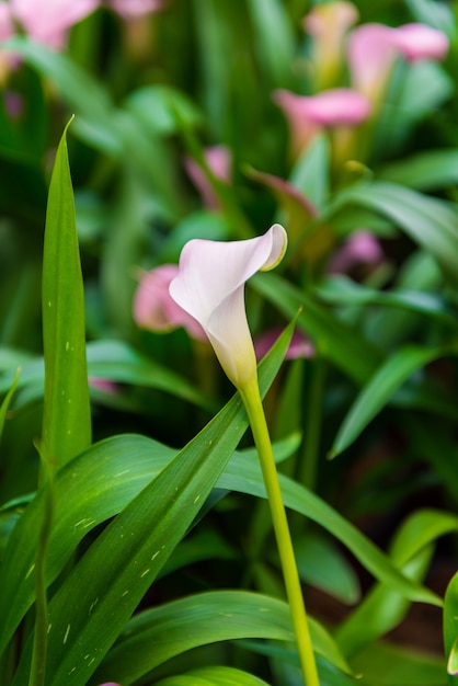 Calla-Lilienblume