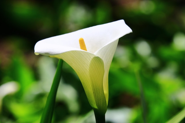 Calla Lily floreciente (Arum Lily, Gold Calla)