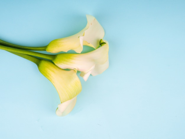 Calla Lily Flowers filmado em estúdio, sobre um fundo azul, cópia espaço cartão postal