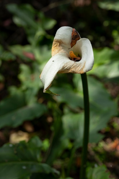 Calla Lily o flor de alcatraces marchitos en el campo