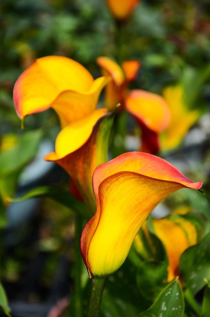 Calla Lily Zantedeschia aethiopica