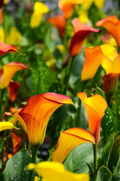 Calla Lily Zantedeschia aethiopica