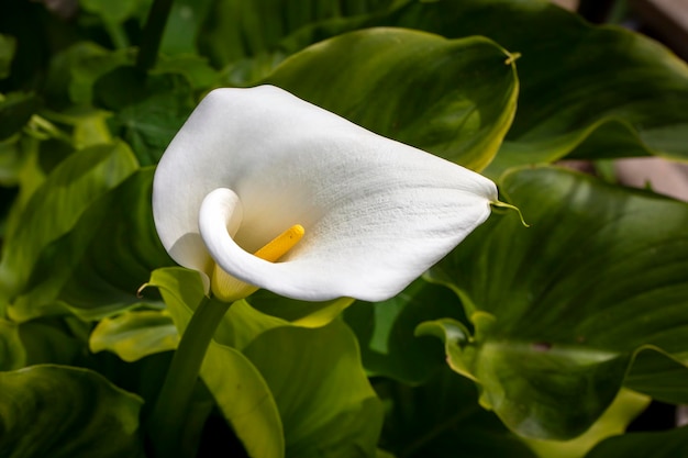 Calla Palustris Kala Cala Gala Weiße Blume