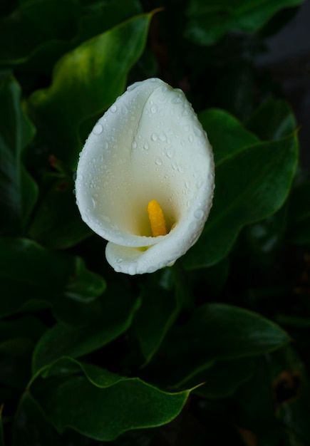 Callalily flor en el Parque Nacional Yangmingshan en Zhuzihu Taiwán.