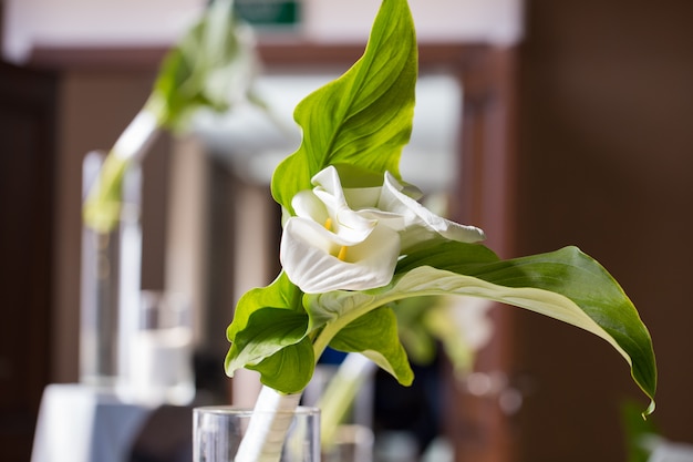 Callas blancas en un jarrón de vidrio closeup