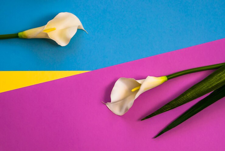 Foto callas em três tons de cor sólida amarelo, violeta e azul claro