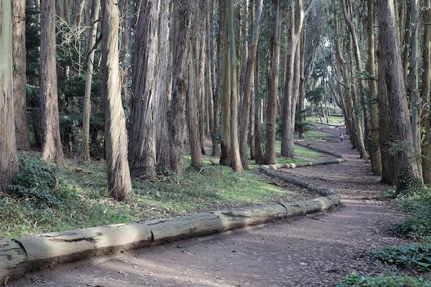 La calle de los amantes y el bosque del Presidio de San Francisco