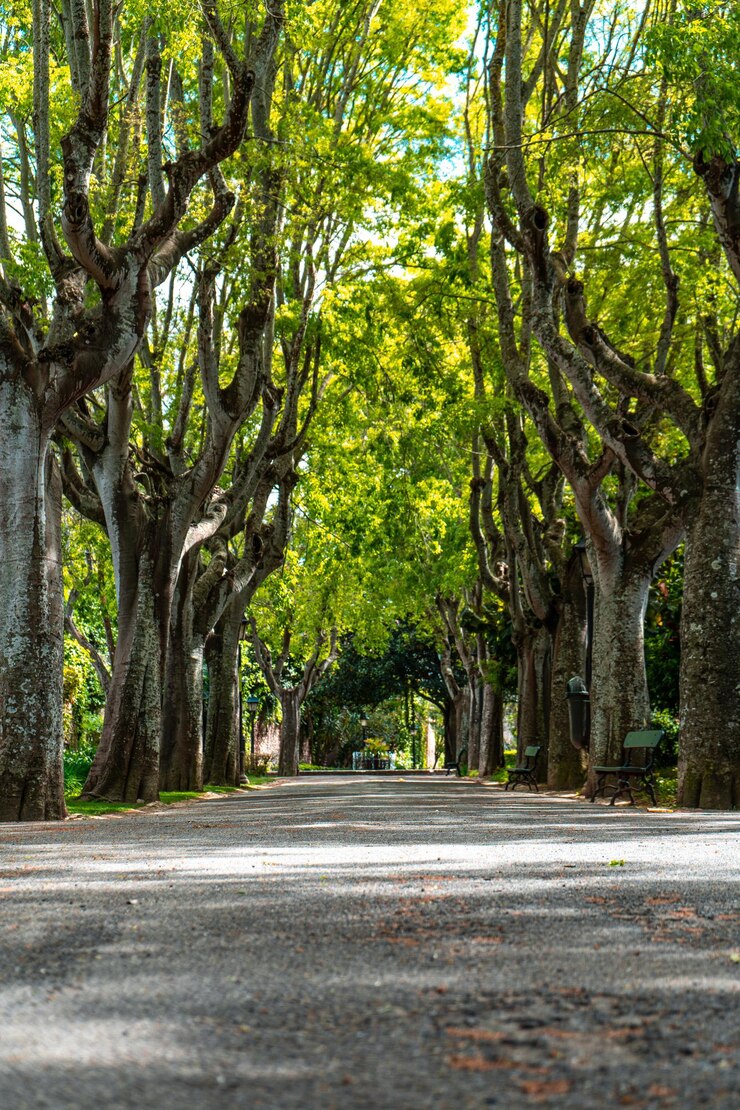 Foto una calle arbolada con un camino que tiene árboles en él