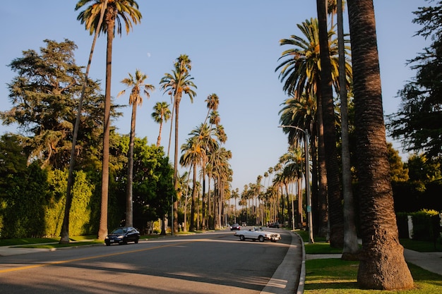 Una calle de Beverly Hills con palmeras a ambos lados