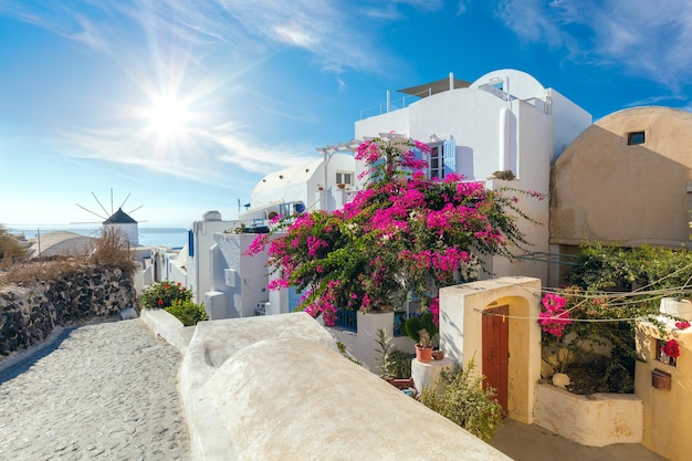 Calle blanca tradicional de las Cícladas con flores en verano Santorini Oia street Grecia