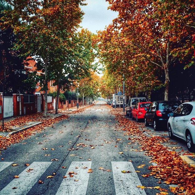 Foto calle desordenada por coches en medio de árboles durante el otoño