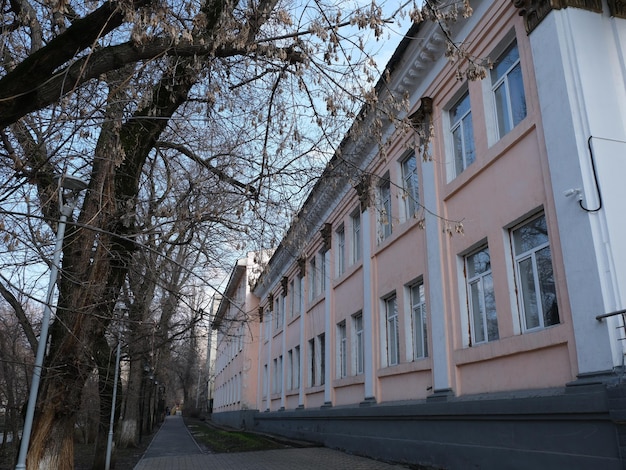 una calle con un edificio rosa y un árbol sin hojas