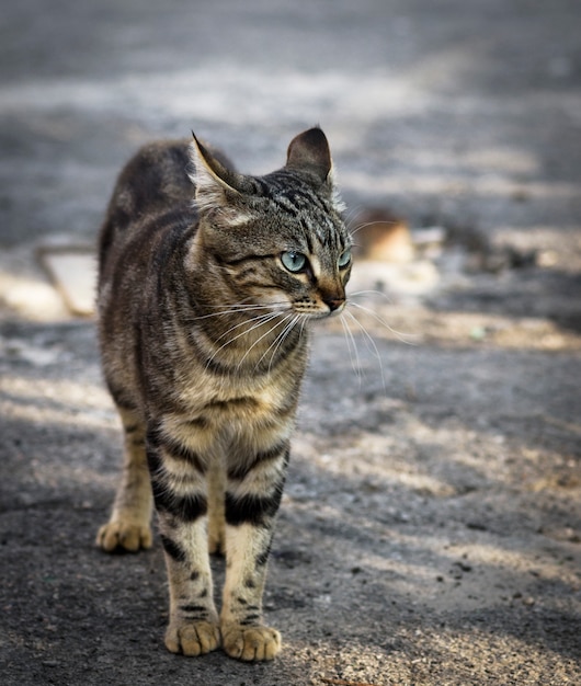 Calle joven gris gato atigrado caminando por la calle