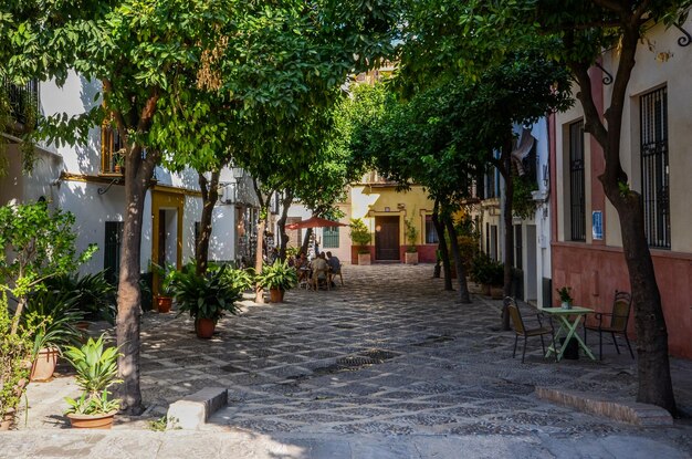 Foto calle en medio de árboles y edificios en la ciudad