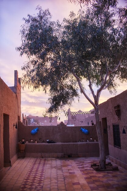 Foto calle en medio de árboles y edificios contra el cielo al atardecer