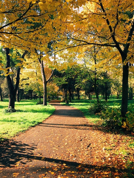 Foto calle en medio de los árboles durante el otoño