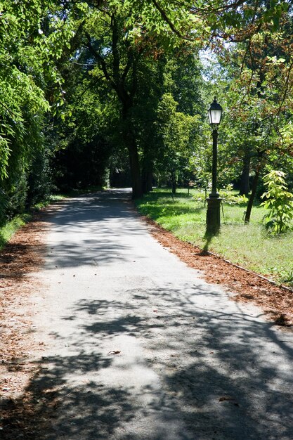 Calle en medio de árboles en el parque