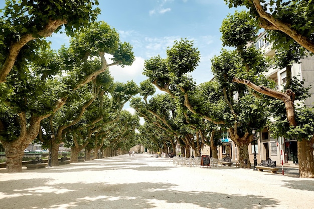 Calle en medio de árboles y plantas en la ciudad