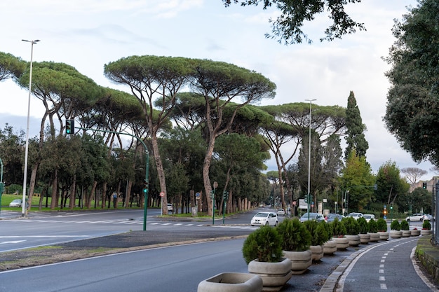 Foto una calle con muchos árboles y algunas plantas en maceta