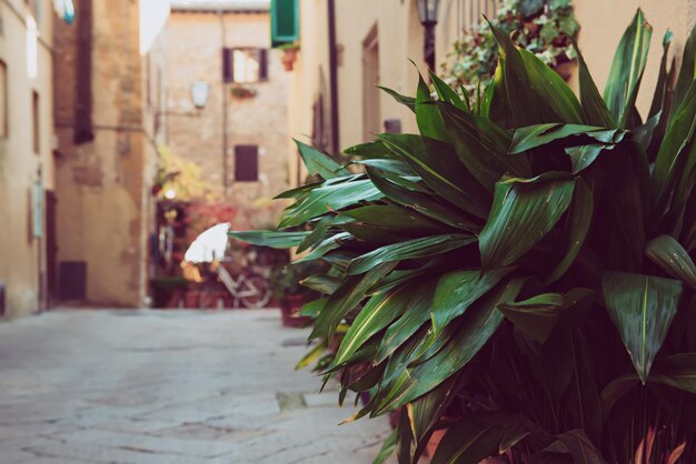 Calle de Pienza