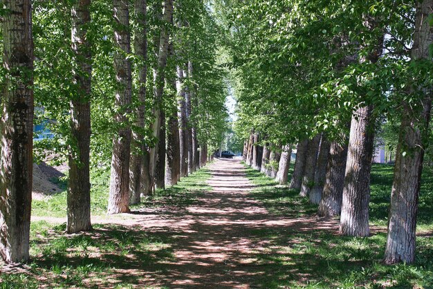 Callejón de álamos con hojas florecientes en medio de la primavera