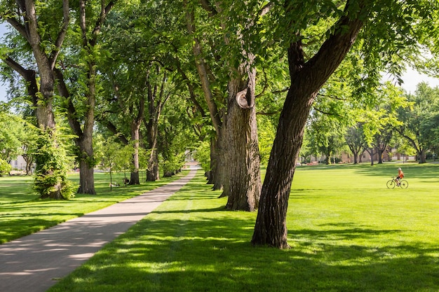 Foto callejón de árboles con árboles viejos en el campus universitario.