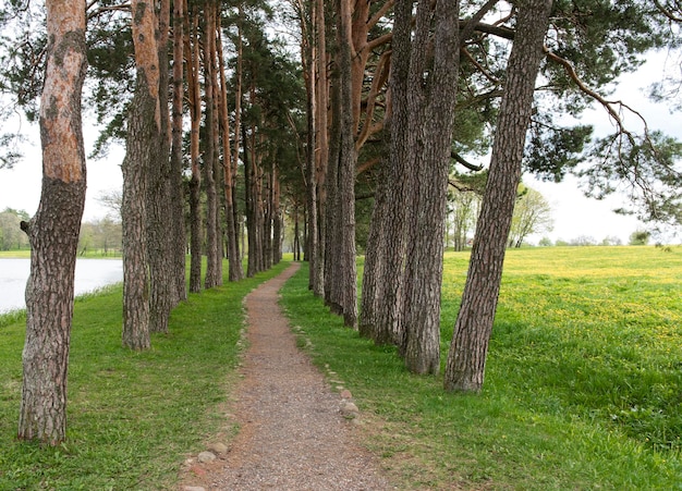 Callejón de árboles cerca del lago