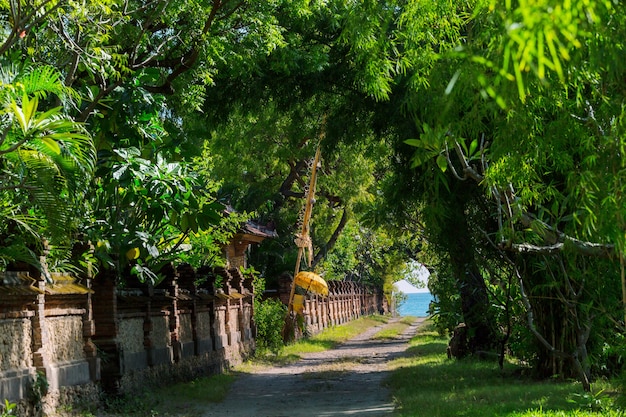Callejón de árboles en isla tropical, Bali