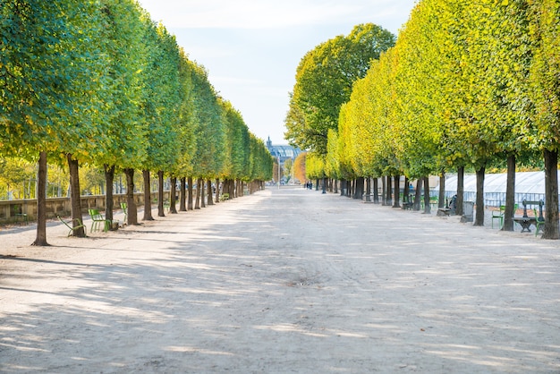 Callejón con árboles verdes en el jardín de las Tullerías en París, Francia