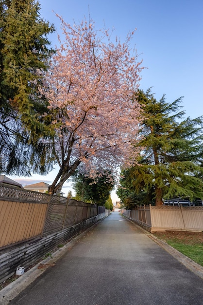 Callejón en un barrio residencial en los suburbios de la ciudad Cherry Blossom Tree