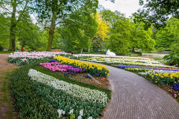 Callejón entre coloridos tulipanes Keukenhof Park Lisse en Holanda