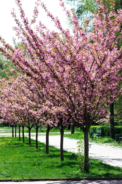 Callejón de flores de cerezo Hermosa primavera en el parque