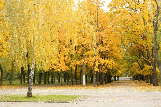 Callejón en el hermoso parque de otoño