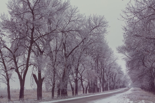 Callejón de invierno