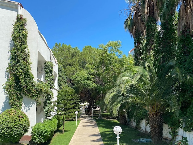 Callejón en medio de árboles y casas contra el cielo