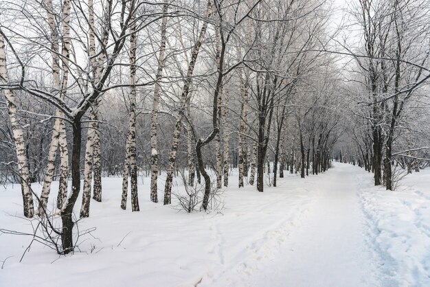 Callejón nevado entre ramas de árbol en cierre del parkland para arriba.