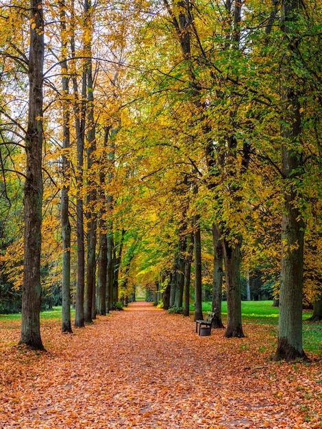 Foto callejón de otoño dorado en pavlovsk. rusia.