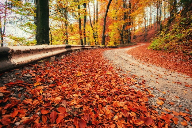 Callejón de otoño. Paisaje. Mundo de la belleza.