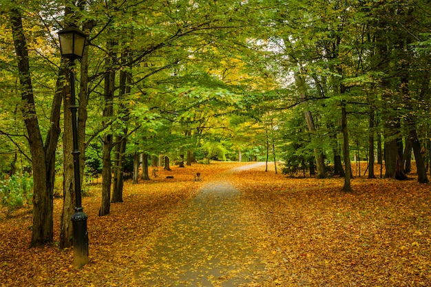 Callejón de otoño