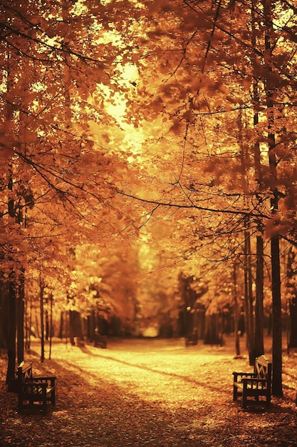 Callejón en el paisaje del parque de otoño, paisaje estacional de la carretera amarilla de otoño en octubre en la ciudad