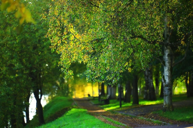 Callejón en el paisaje del parque de otoño, paisaje estacional de la carretera amarilla de otoño en octubre en la ciudad