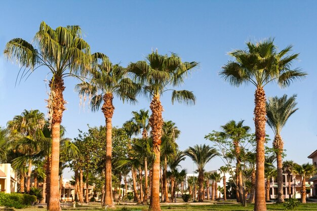 Foto callejón con palmeras en un resort tropical en egipto