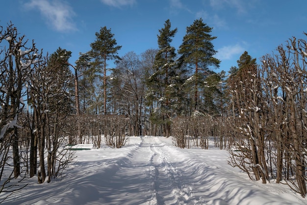 Callejón en el Parque Alexander de Tsarskoye Selo en un soleado día de invierno Pushkin San Petersburgo Rusia