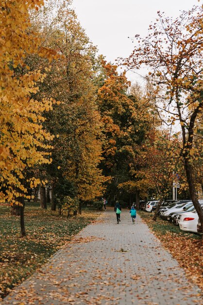 Callejón en el parque de otoño con un camino de adoquines